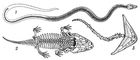 Рис. 4. Скелеты вымерших земноводных: 1 - Ophiderpeton; 2 - Metoposaurus; 3 - Diplocaulus.