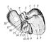Рис. 2. Печень человека (вид снизу): 1 — левая доля; 2 — хвостатая доля; 3 — нижняя полая вена; 4 — задняя поверхность; 5 — почечное вдавление; 6 — место перехода брюшины на печень; 7 — правая доля; 8 — вдавленне ободочной кишки; 9 — жёлчный пузырь; 10 — квадратная доля; 11 — круглая связка; 12 — пузырный проток; 13 — жёлчевыносящий проток; 14 — печёночный проток; 15 — воротная вена; 16 — печёночная артерия; 17 — венозная связка; 18 — желудочное вдавление.
