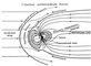 Строение магнитосферы Земли.
