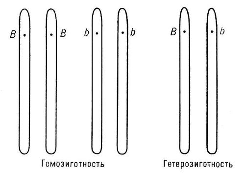 Аллели. Схема гомо- и гетерозиготности