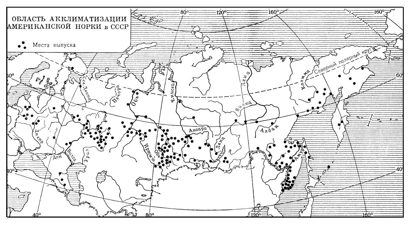 Американская норка (область акклиматизации)