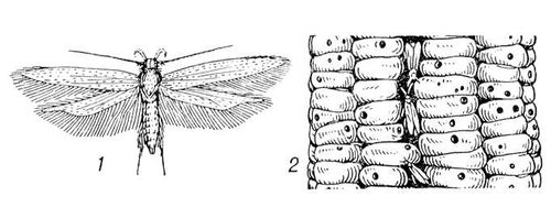 Амбарная зерновая моль