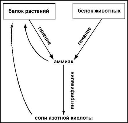 Бактерии. Рис.