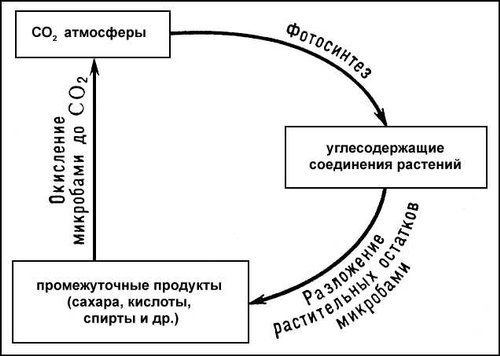 Бактерии. Рис.