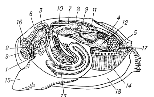 Беззубка (внутреннее строение)