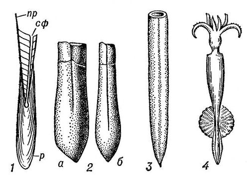 Белемнит (продольный разрез)