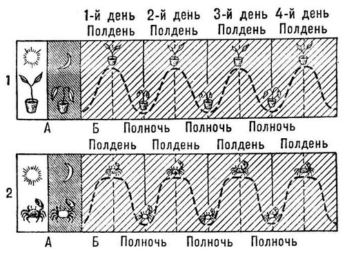 Биологические ритмы листьев бобовых растений