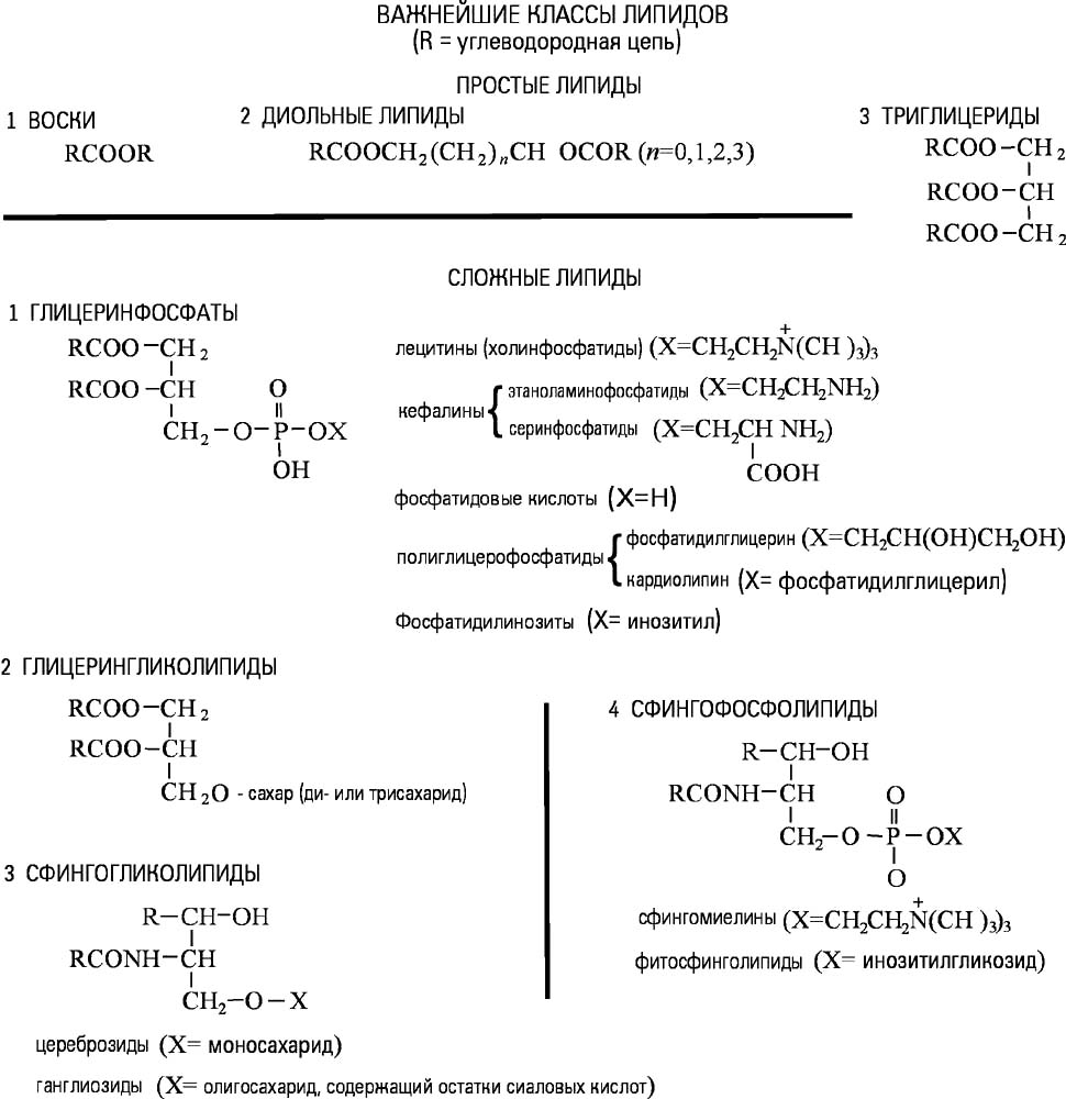 Важнейшие классы липидов
