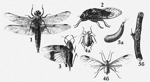 Взрослые насекомые (примеры)