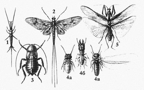 Взрослые насекомые (примеры)