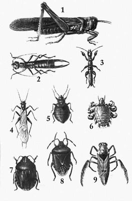 Взрослые насекомые (примеры)