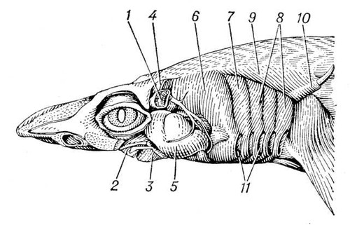 Висцеральная мускулатура головы акулы