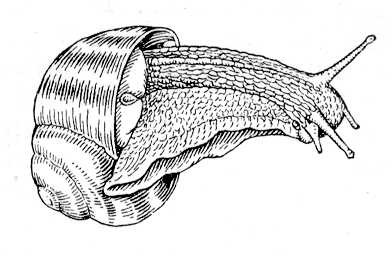 Виноградная улитка. Рис.