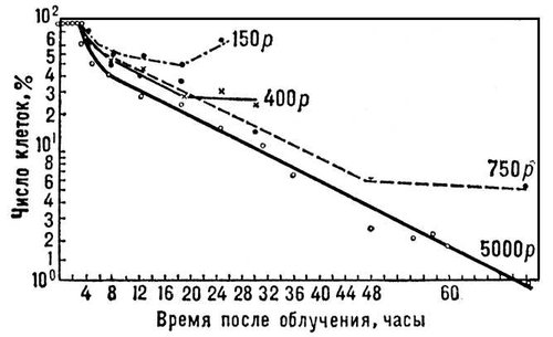 Влияние дозы облучения на клетки костного мозга крыс