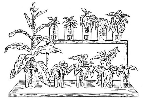 Влияние отдельных элементов на развитие табака в водной культуре