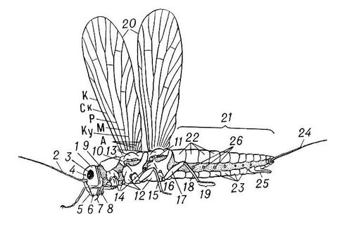 Внешнее строение насекомого (схема)