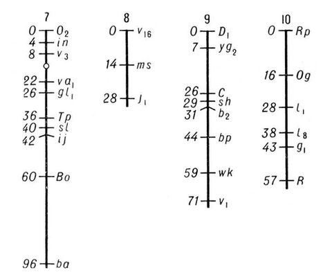 Генетические карты 7—10 хромосом кукурузы