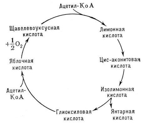 Глиоксилатный цикл. Рис.