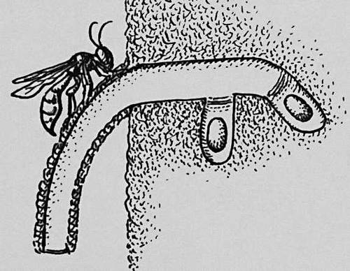 Гнездо осы-одинеры