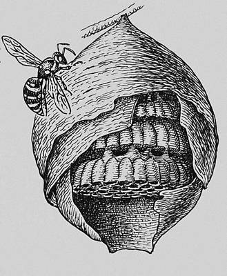 Гнездо обыкновенной осы