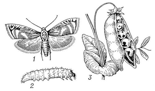 Гороховая плодожорка
