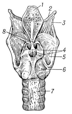 Гортань человека (вид сзади)
