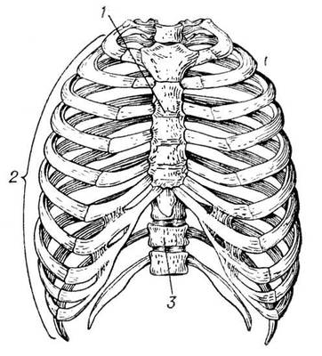 Грудная клетка