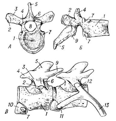 Грудной позвонок человека (вид сверху и сбоку); позвонки примитивного пресмыкающегося