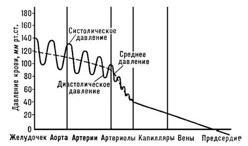 Давление крови в различных участках кровеносной системы