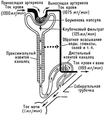 Движение жидкости в канальцах почки (схема)