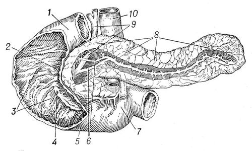 Двенадцатиперстная кишка и поджелудочная железа человека