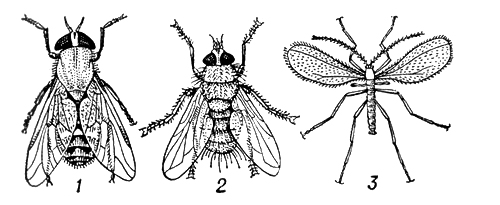 Двукрылые насекомые