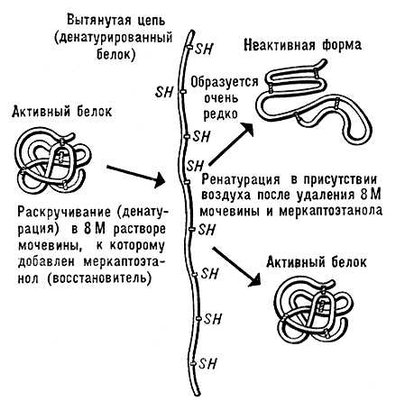 Денатурация и ренатурация глобулярного белка (схема)