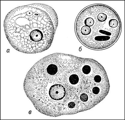 Дизентерийная амёба