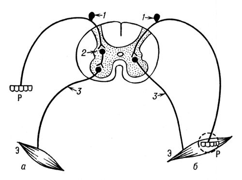 Дивергенция и конвергенция нервных путей в спинном мозге (схемы)
