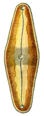 Диатомовые водоросли. Пиннулярия