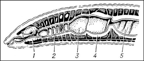 Дождевой червь (разрез)