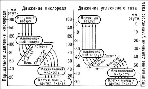 Дыхание. Рис.