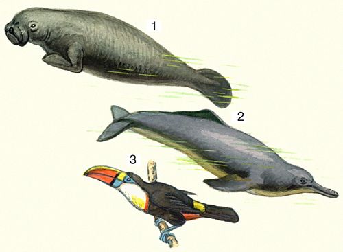 Животные Неотропической области (примеры)