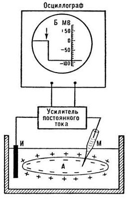 Измерения мембранного потенциала покоя (схема)