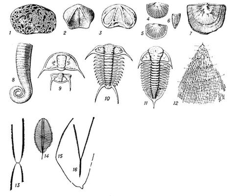 Ископаемые ордовикских отложений