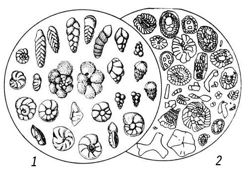 Кальцитовые скелеты микроорганизмов, слагающих мел