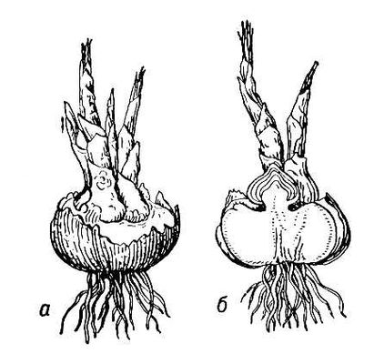 Клубнелуковица крокуса