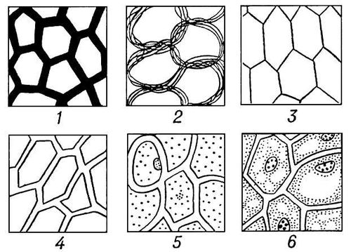 Клеточное строение растений