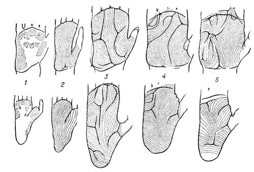 Кожные узоры на ладонях и подошвах обезьян