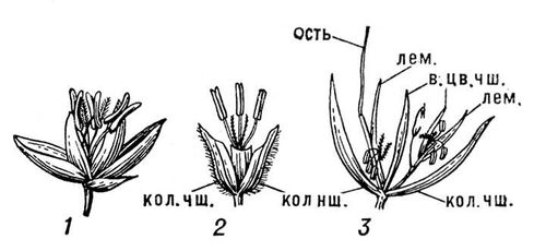 Колоски злаков