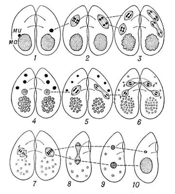 Конъюгация у инфузорий