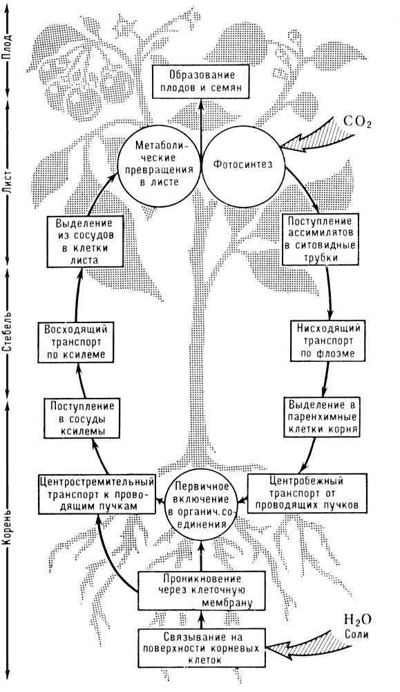 Круговорот веществ в растении