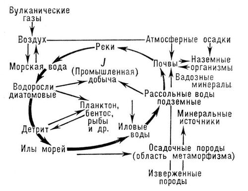 Круговорот иода