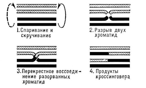 Кроссинговер. Схема механизма